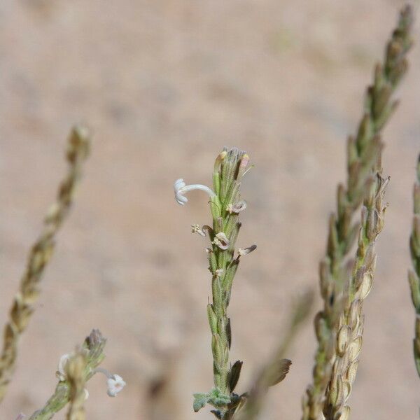 Chascanum marrubiifolium Kwiat