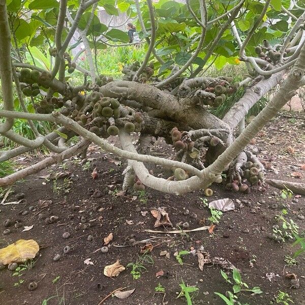 Ficus auriculata Froito