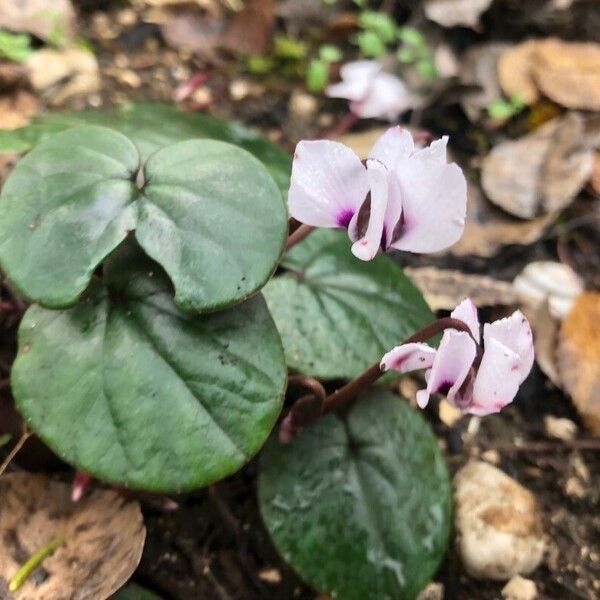 Cyclamen coum Flor