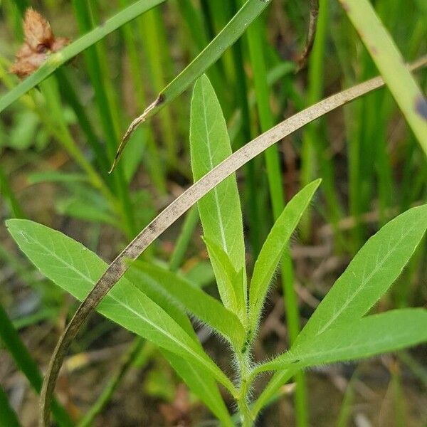 Ludwigia grandiflora Yaprak