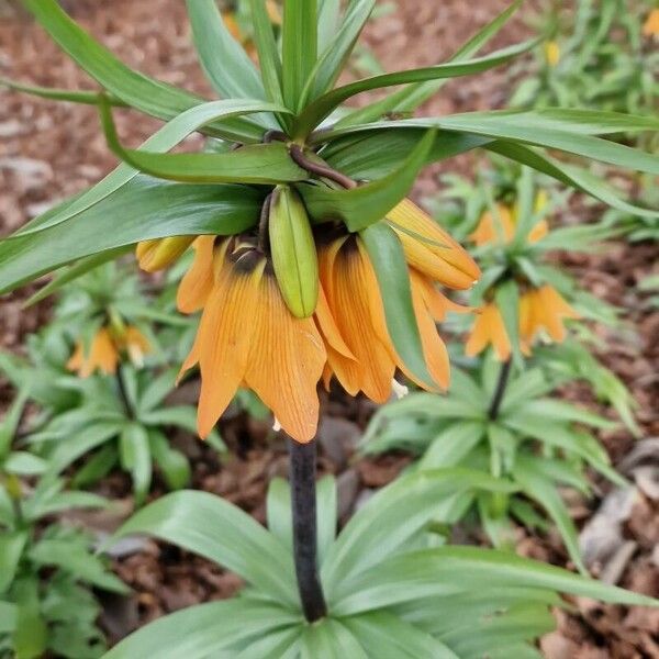 Fritillaria imperialis Flors