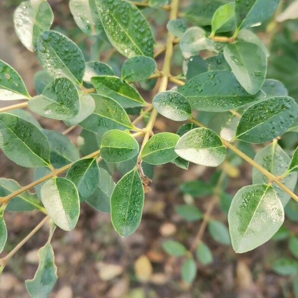 Ligustrum sinense Hoja