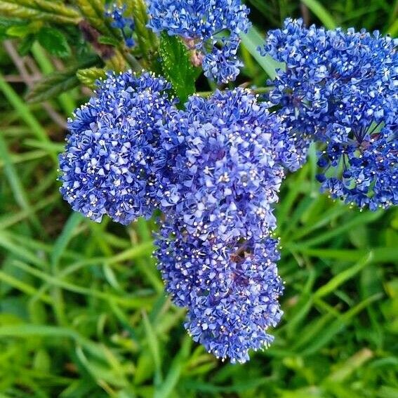 Ceanothus thyrsiflorus Flower