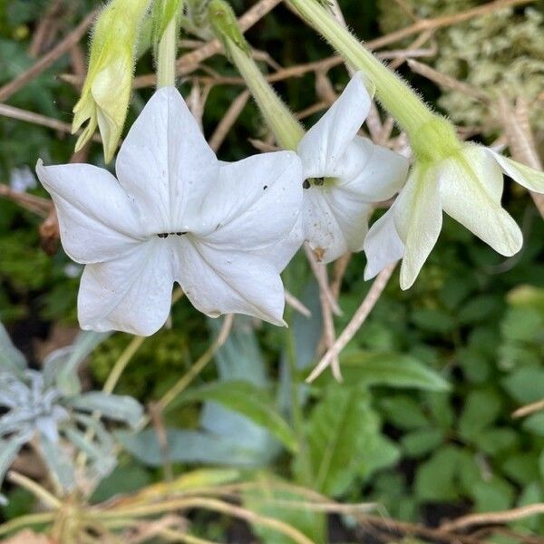 Nicotiana alata 花