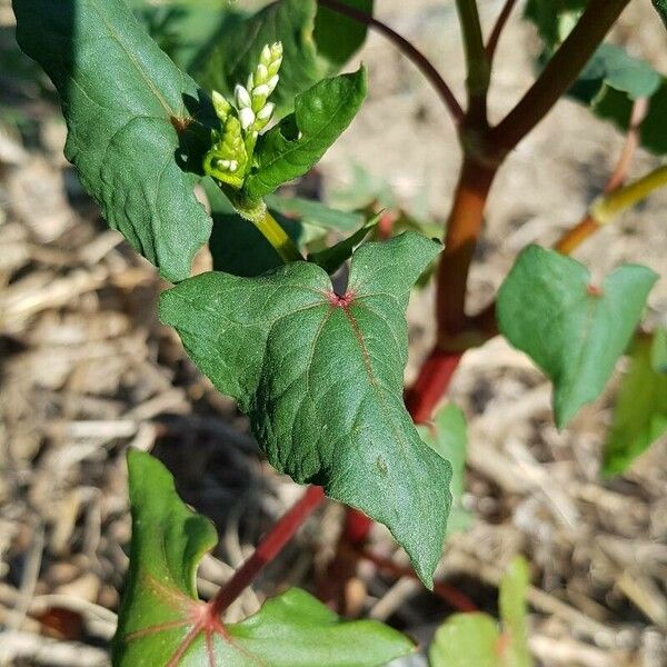 Fagopyrum esculentum Leaf