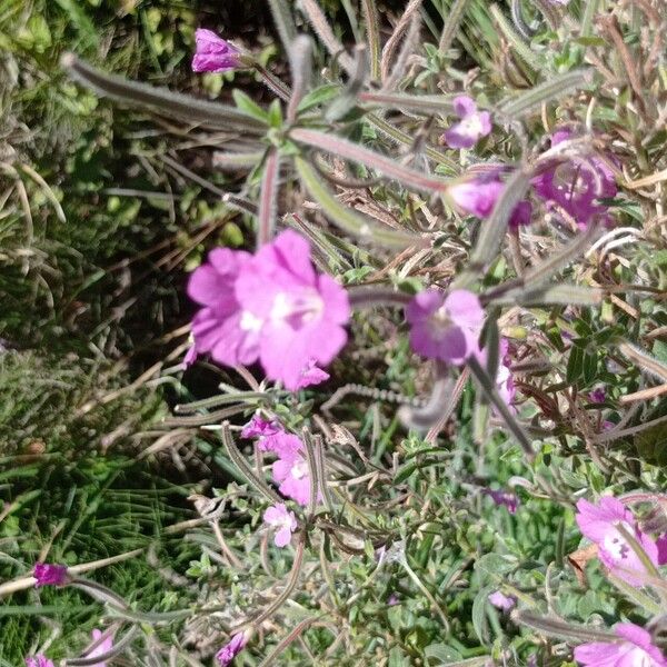 Epilobium hirsutum Плід