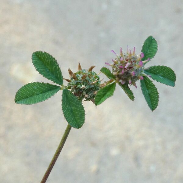 Trifolium glomeratum Cvet