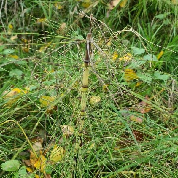 Equisetum sylvaticum অভ্যাস