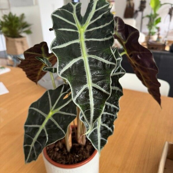 Alocasia sanderiana 葉