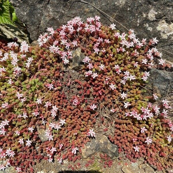 Sedum anglicum 花