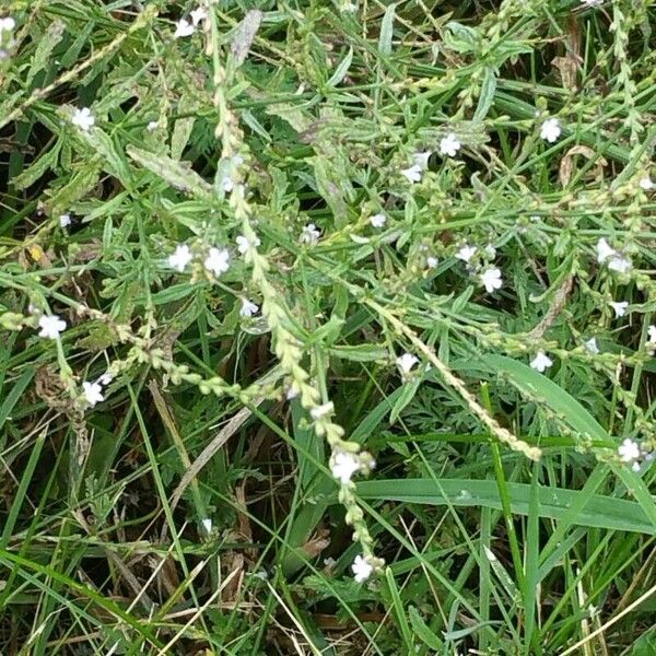 Verbena officinalis Flower