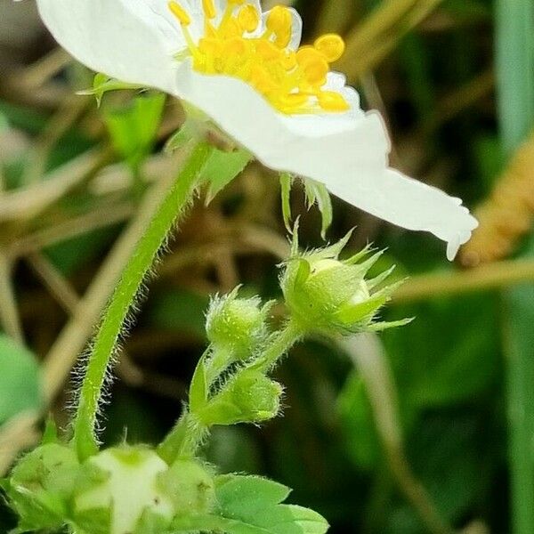 Fragaria moschata Kwiat