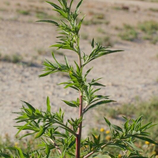 Bassia hyssopifolia Elinympäristö