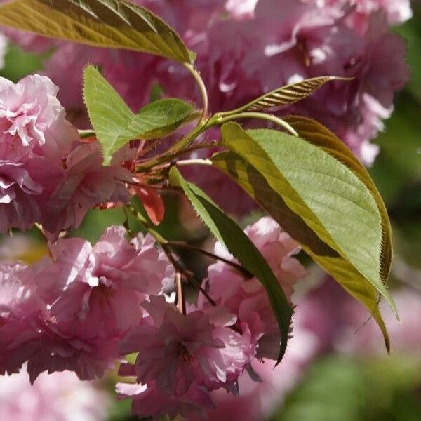 Prunus serrulata Blad