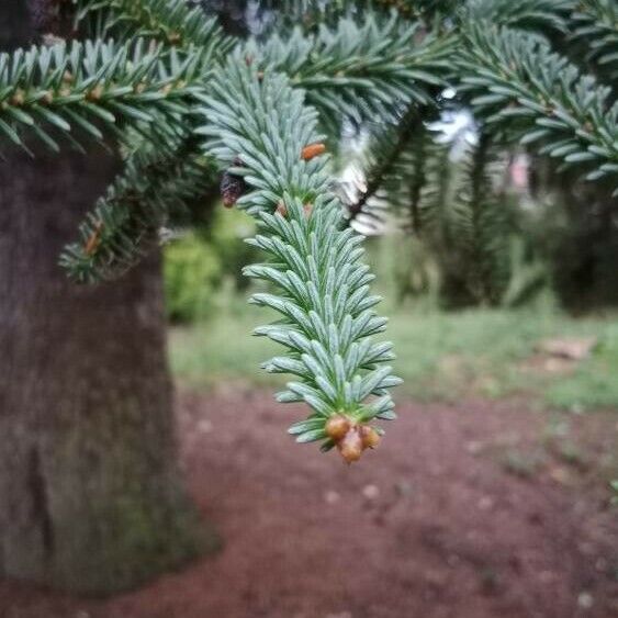 Abies pinsapo 叶