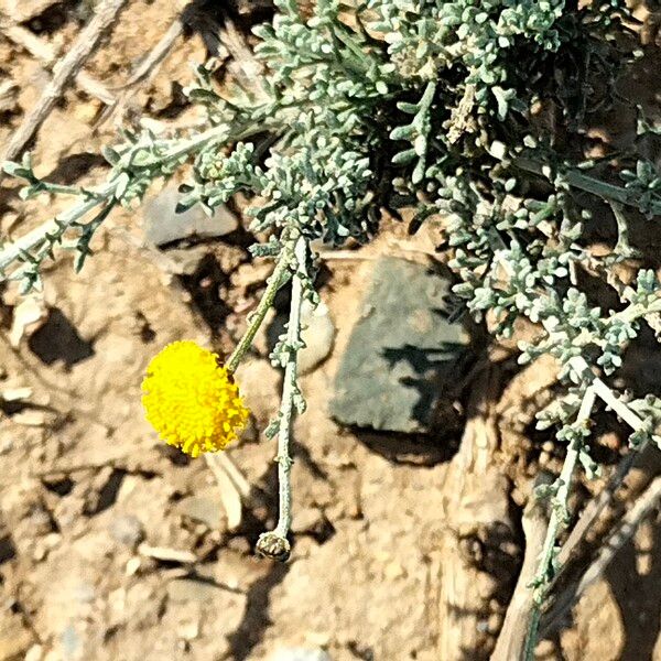 Pentzia incana Flor