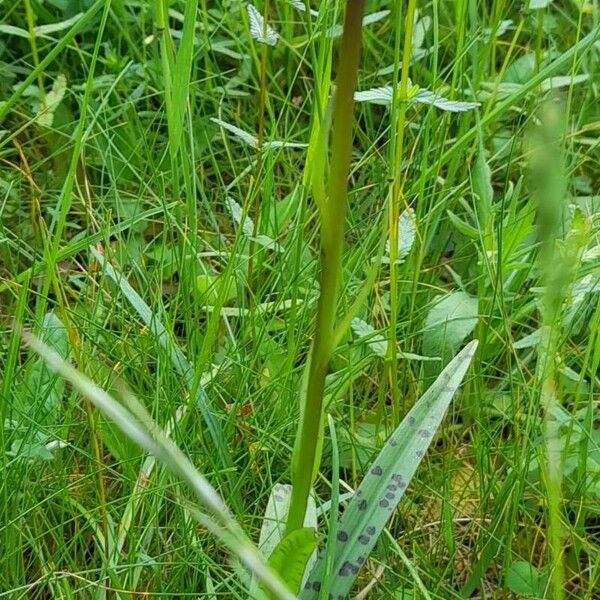 Dactylorhiza fuchsii Habitus