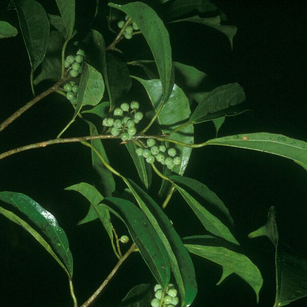 Alchorneopsis floribunda Fruto