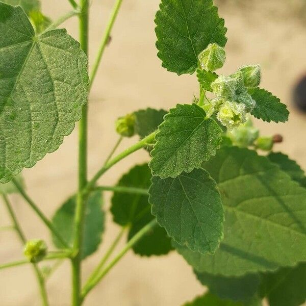 Sida cordifolia Lehti