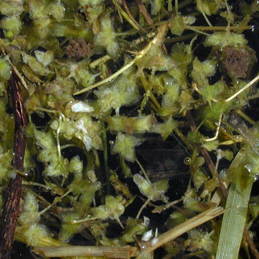 Lemna trisulca Habitus