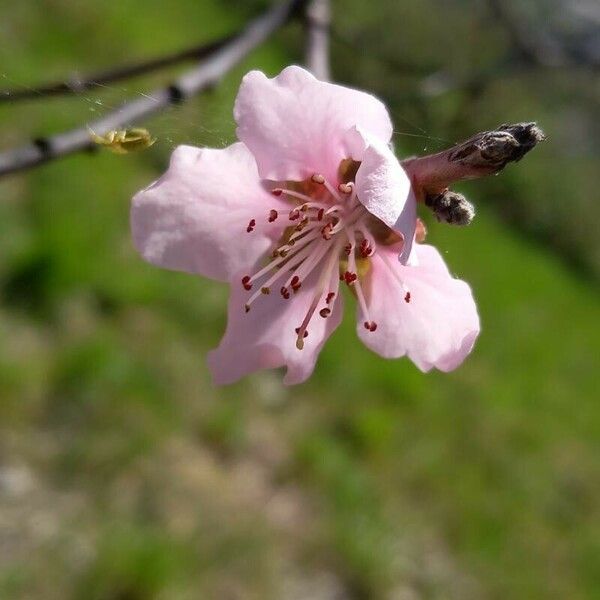 Prunus persica Blüte