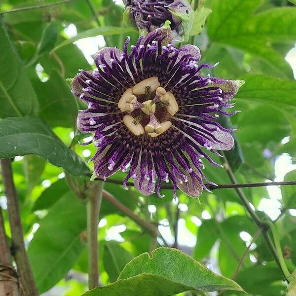 Passiflora laurifolia Virág
