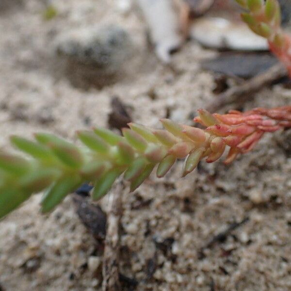 Petrosedum ochroleucum Lehti