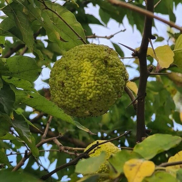 Maclura pomifera Vaisius