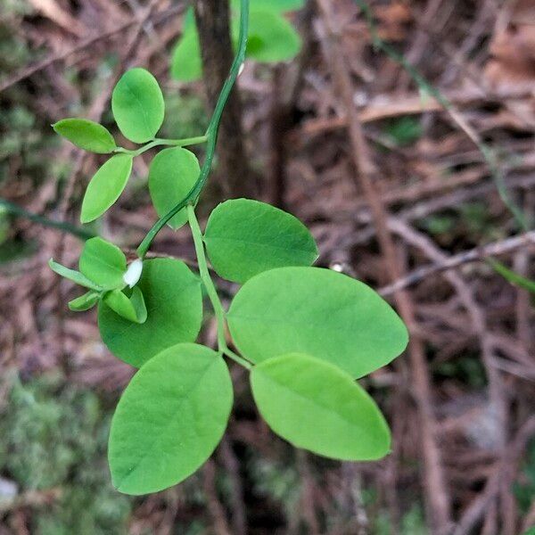 Vaccinium parvifolium Blad