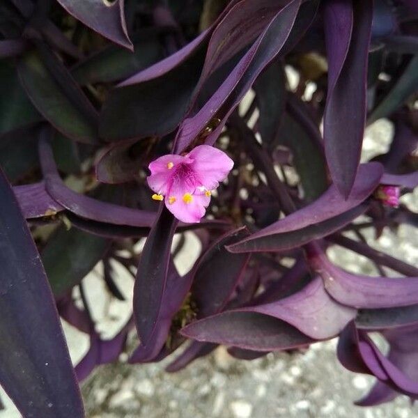 Tradescantia pallida Flower