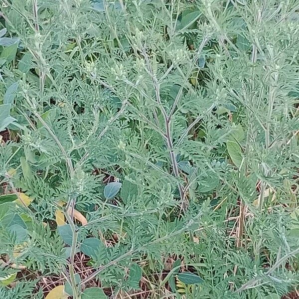 Ambrosia artemisiifolia عادت