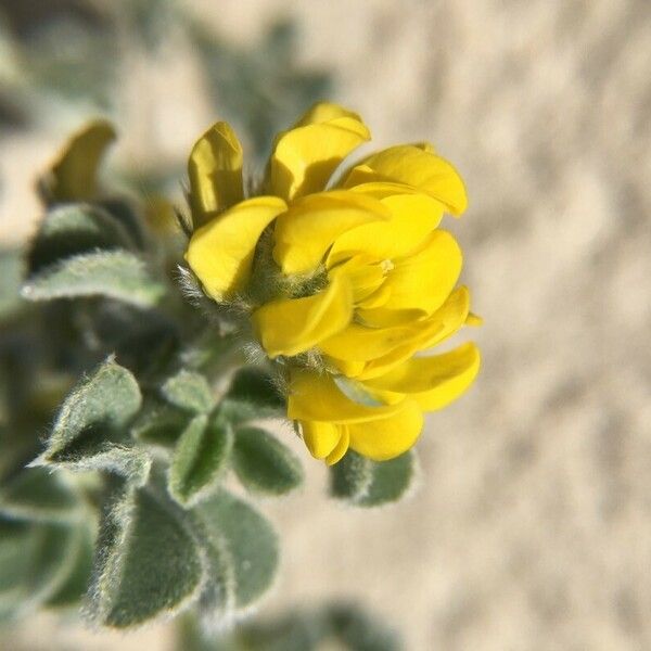 Medicago marina Flors