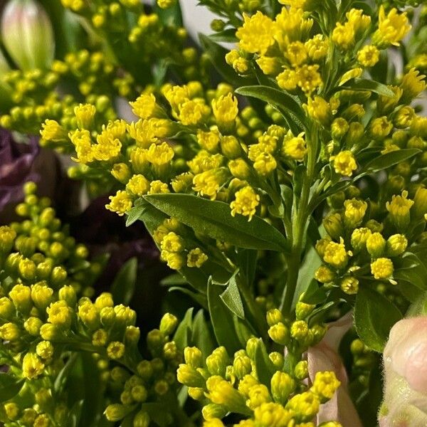 Solidago gigantea Лист