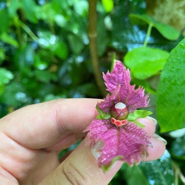 Dalechampia aristolochiifolia Flower