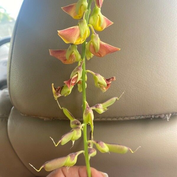 Crotalaria retusa Fleur