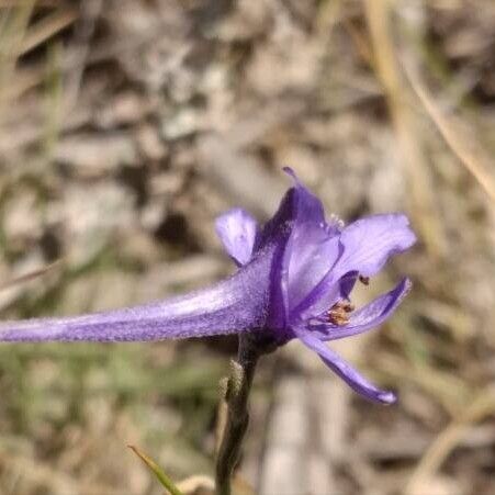 Delphinium gracile Цвят