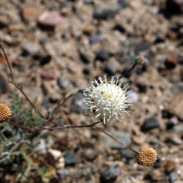 Chaenactis carphoclinia Cvet