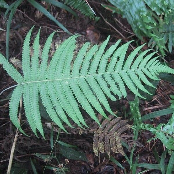 Thelypteris parasitica Habitus