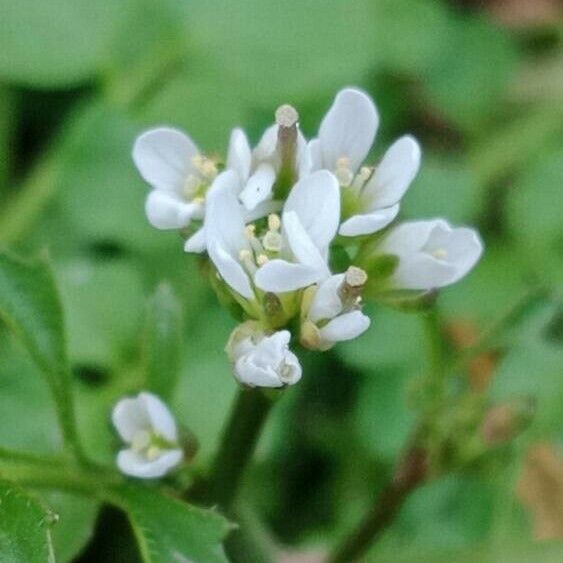 Cardamine flexuosa Blomst