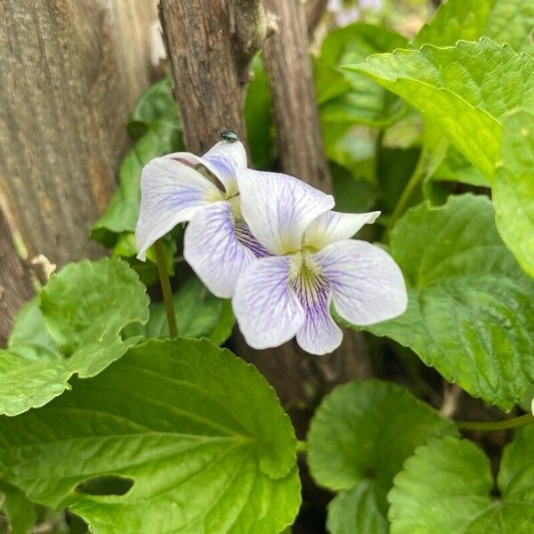 Viola palustris Blomst