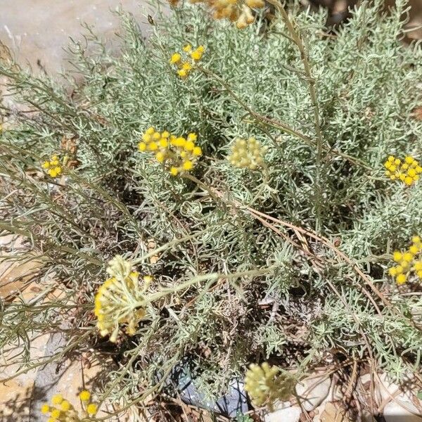 Helichrysum stoechas फूल