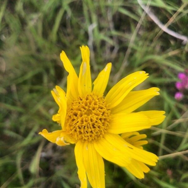 Arnica montana Blomma