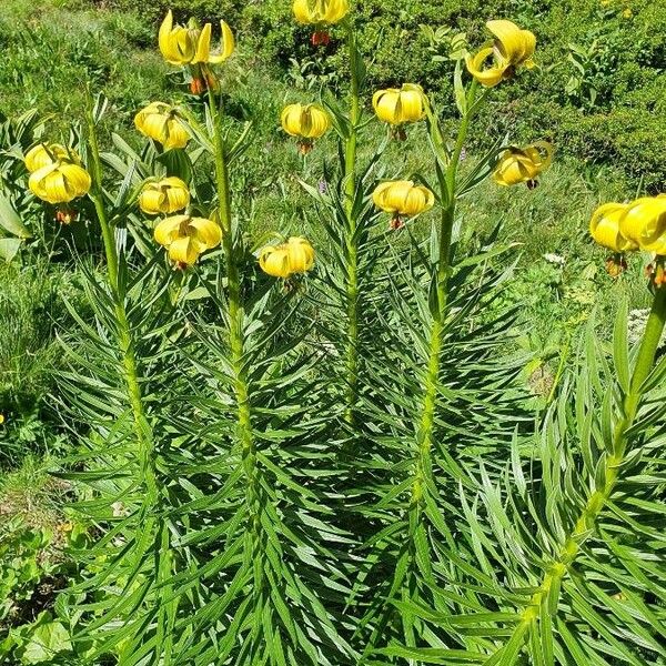 Lilium pyrenaicum Floare