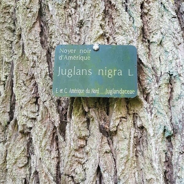 Juglans nigra Beste bat