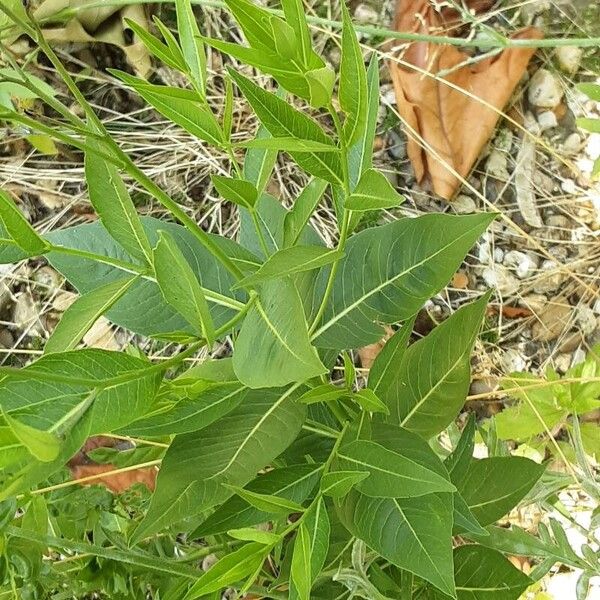 Amsonia tabernaemontana Blad