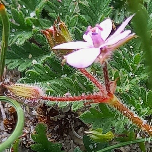 Erodium lebelii 花