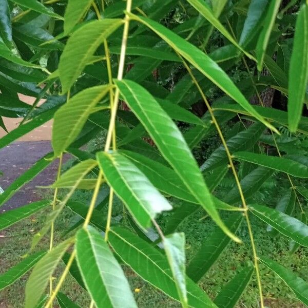 Juglans nigra Feuille