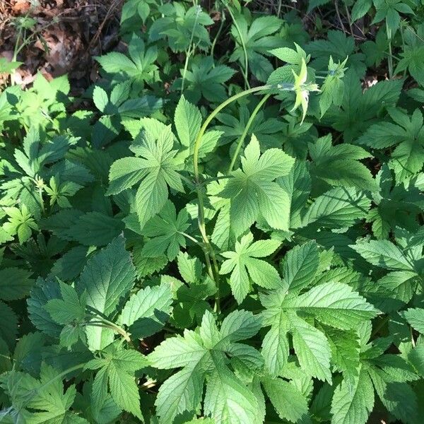 Humulus scandens Lapas