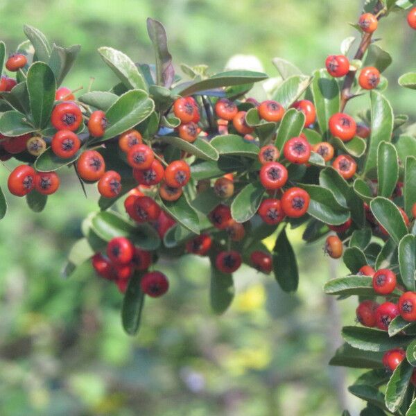 Pyracantha crenulata Ffrwyth