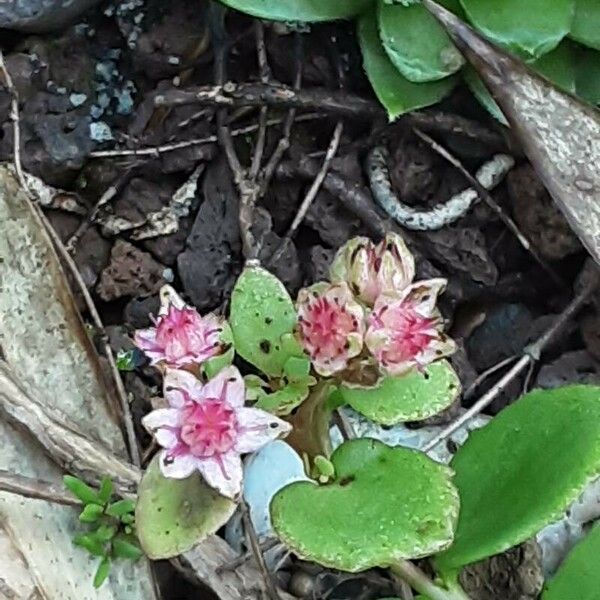 Hylotelephium sieboldii Blomst